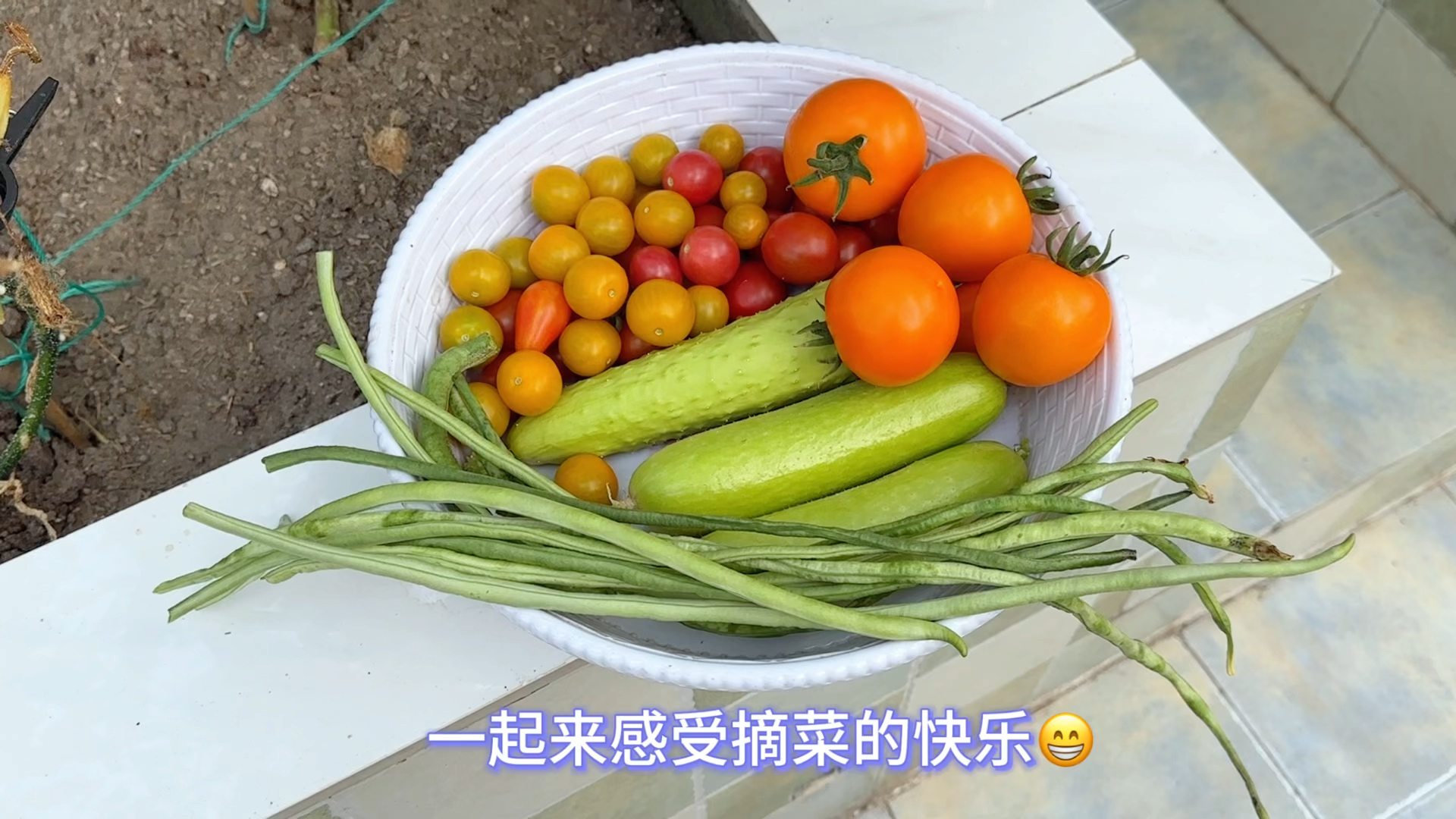 楼顶菜园种菜实现瓜果蔬菜自由 一起来感受采摘的快乐