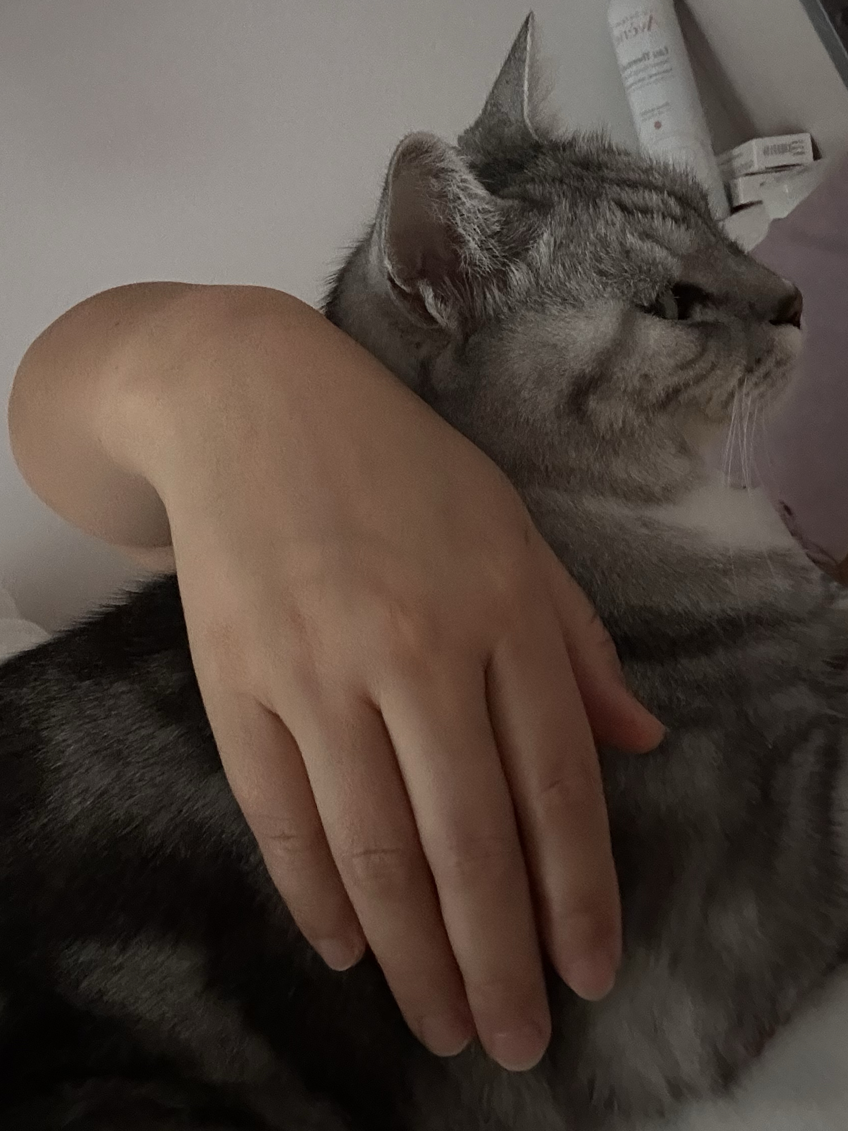 可是你已经是满七岁的成年猫了,像极了你小的时候一言不合就求抱抱,宠