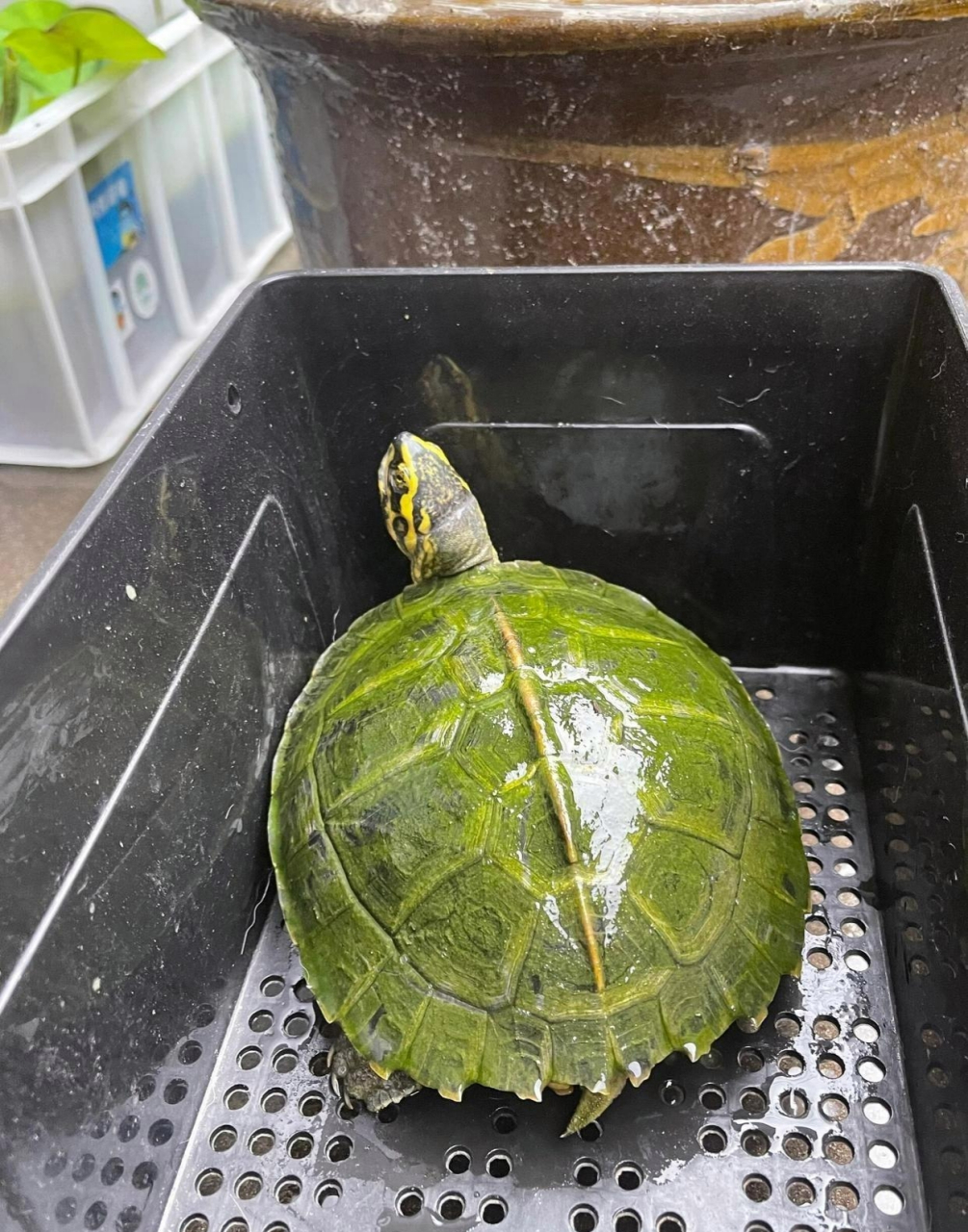 从池塘里面捞上来一只绿王八