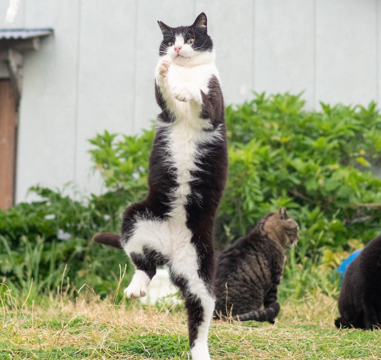 平日里软萌可爱的猫咪,此刻竟化身拳击高手.