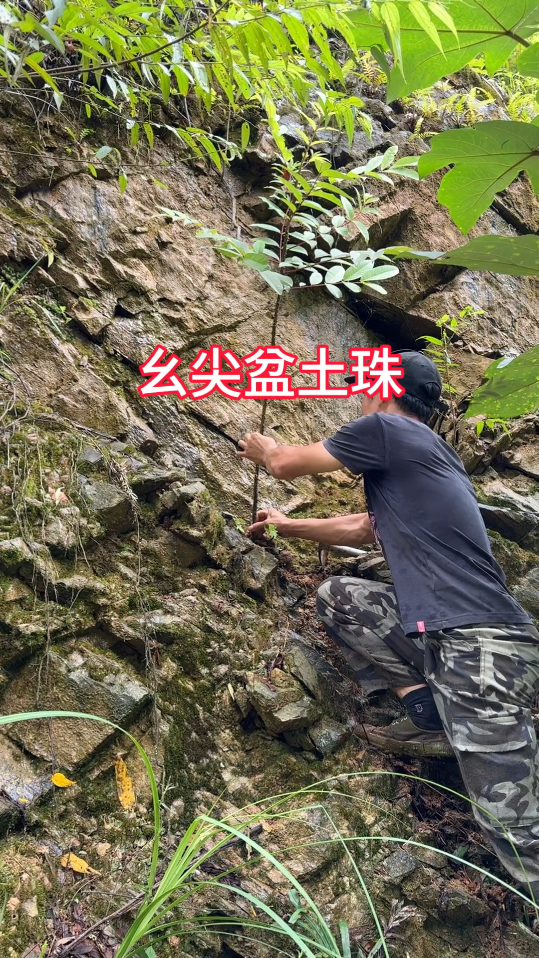 农村生活一日一植物红骨刺葱