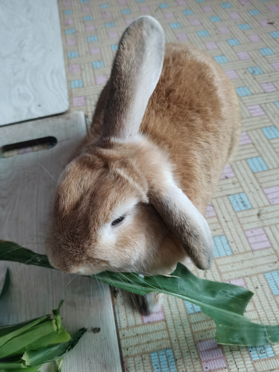 兔子两只耳朵竖起来,这耳朵有只总耷拉
