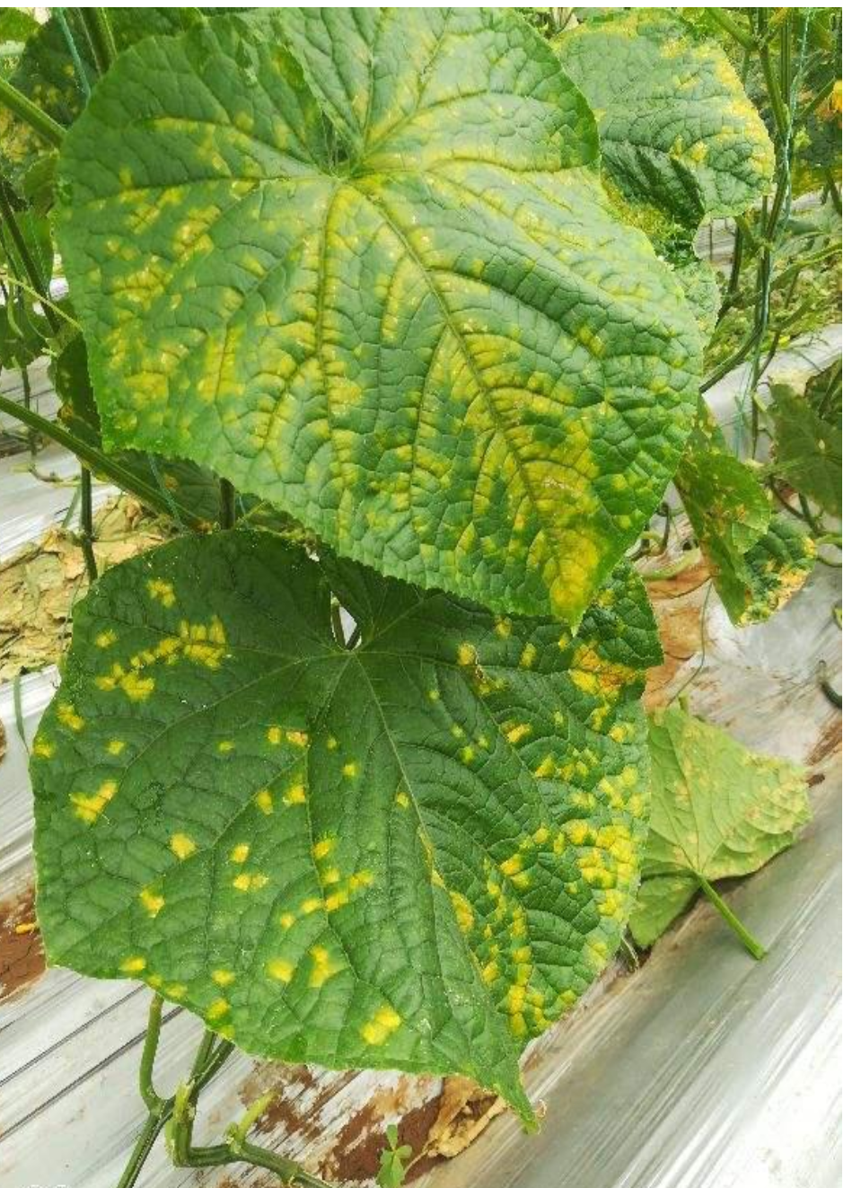 黄瓜霜霉病主要发生在叶片上.