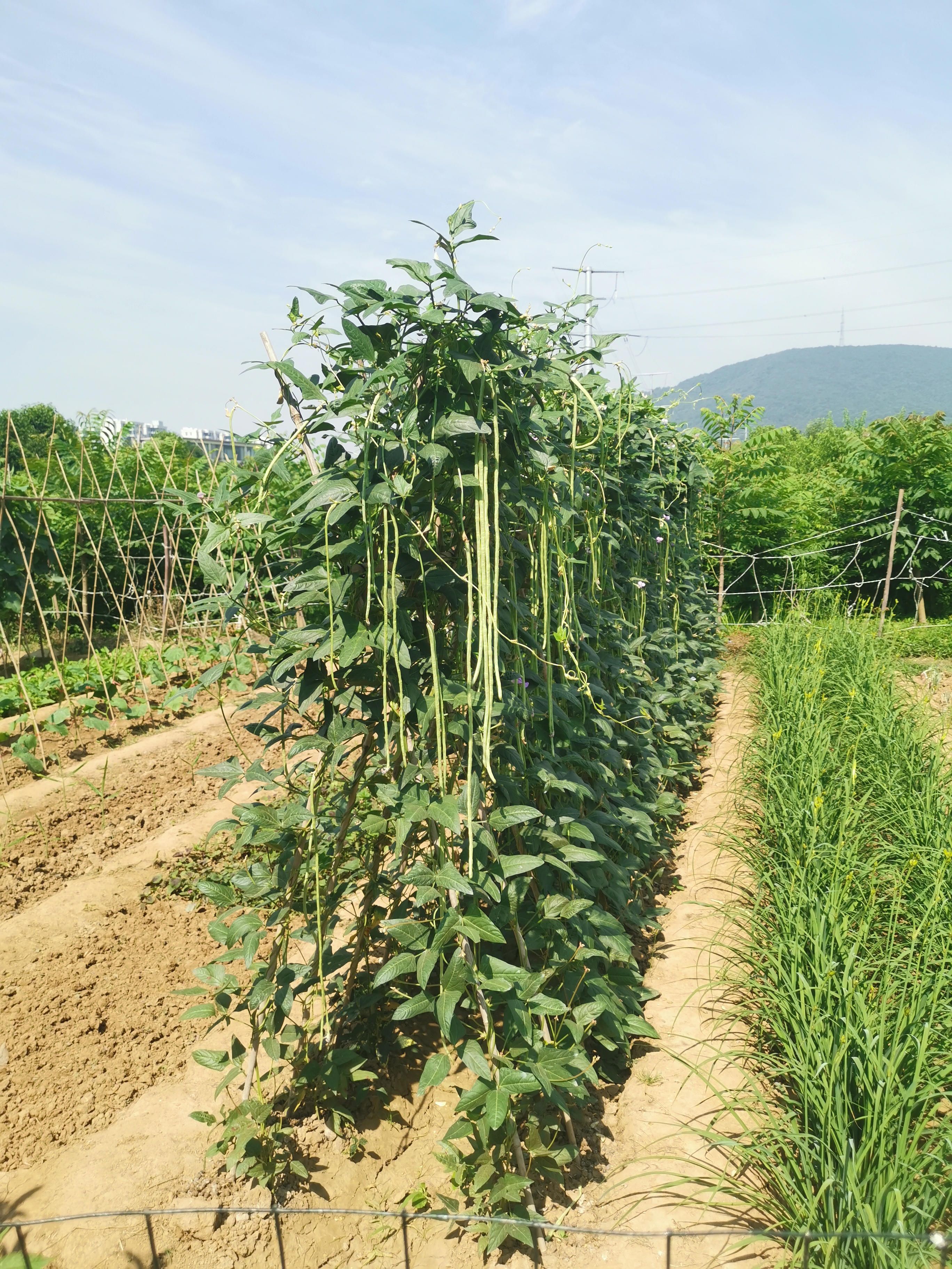 省力搭法菜园里的豆角豆角地豆角爬满架图片豆角秧爬满豆角架子图片