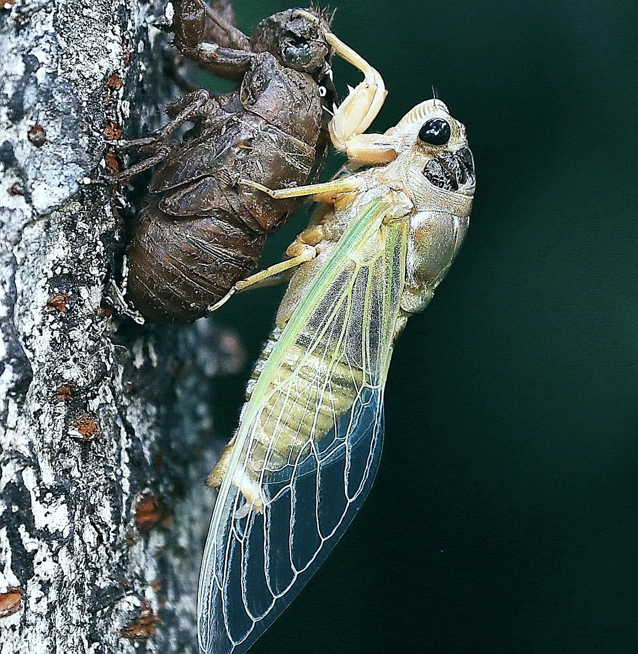 当蝉长到一定程度,蝉就将原有的外骨骼脱去,就是蝉蜕.
