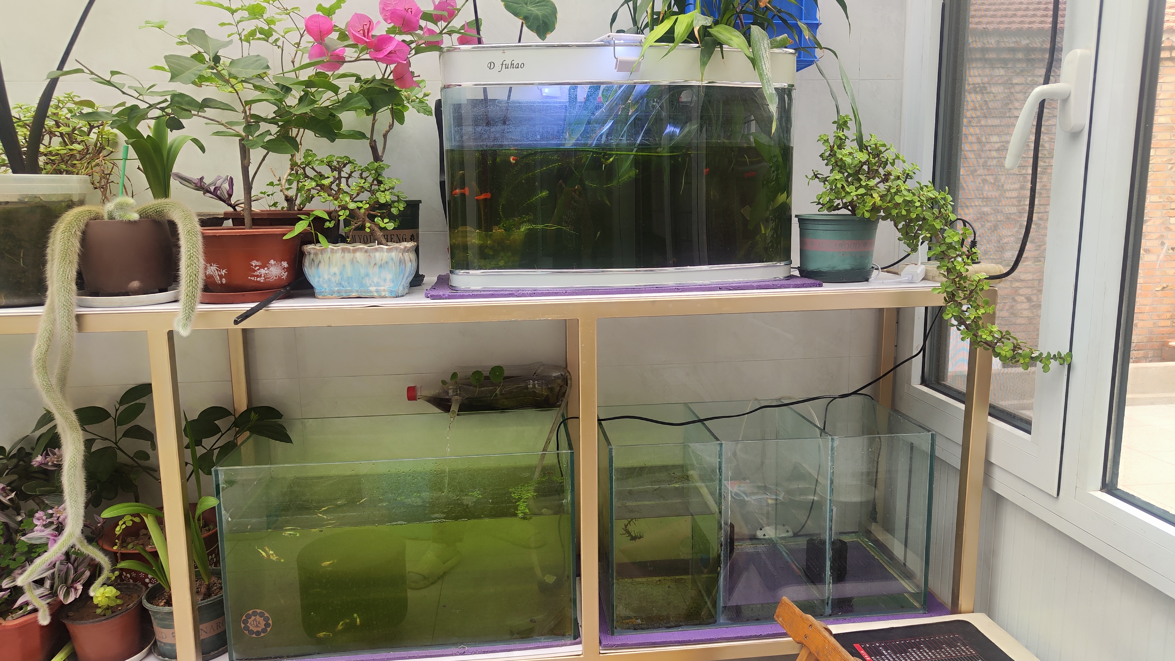 阳台上的原生态鱼缸