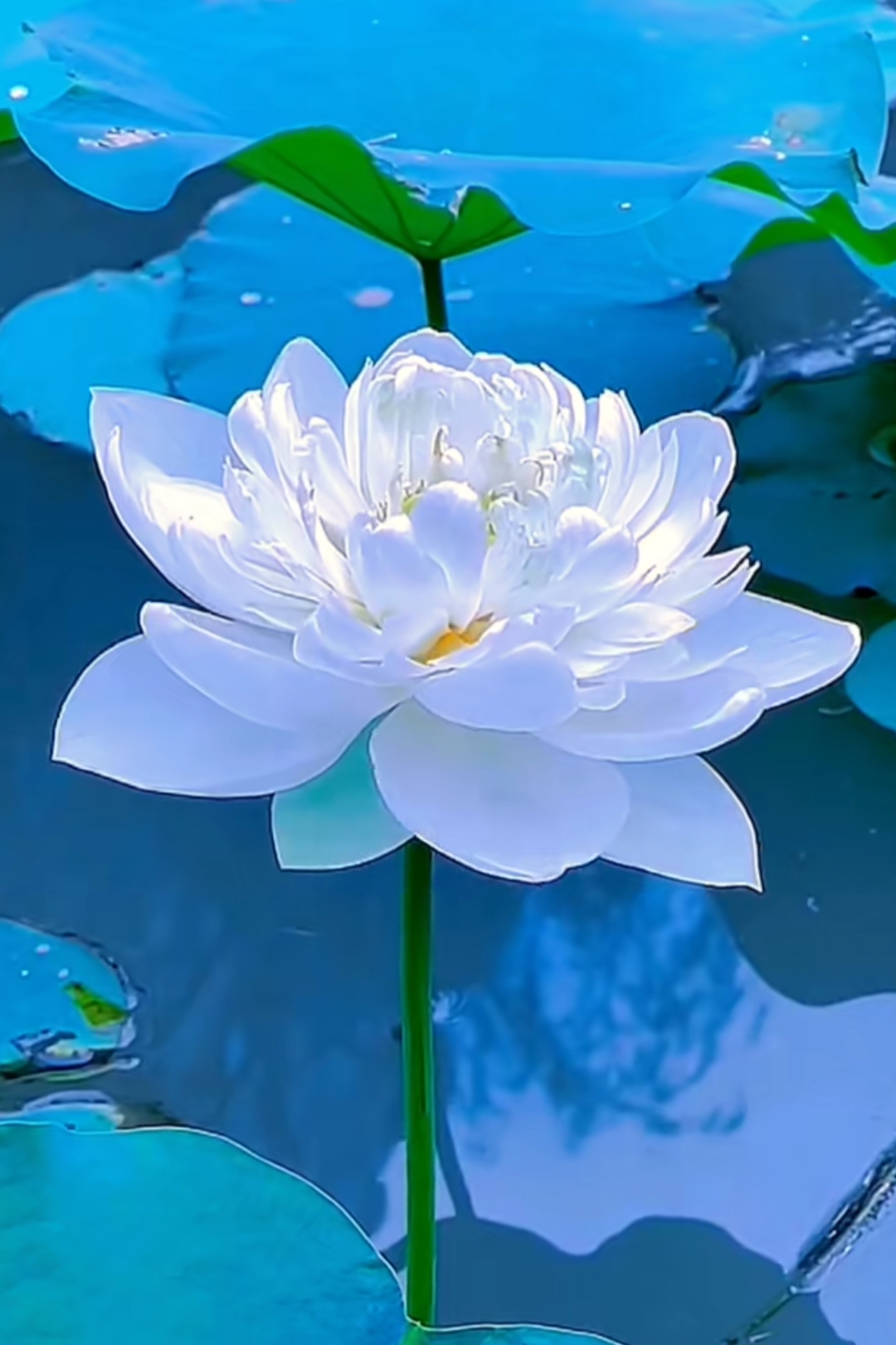 夏日盛开荷花,亭亭玉立,清雅绝伦,给你带来了清新与宁静