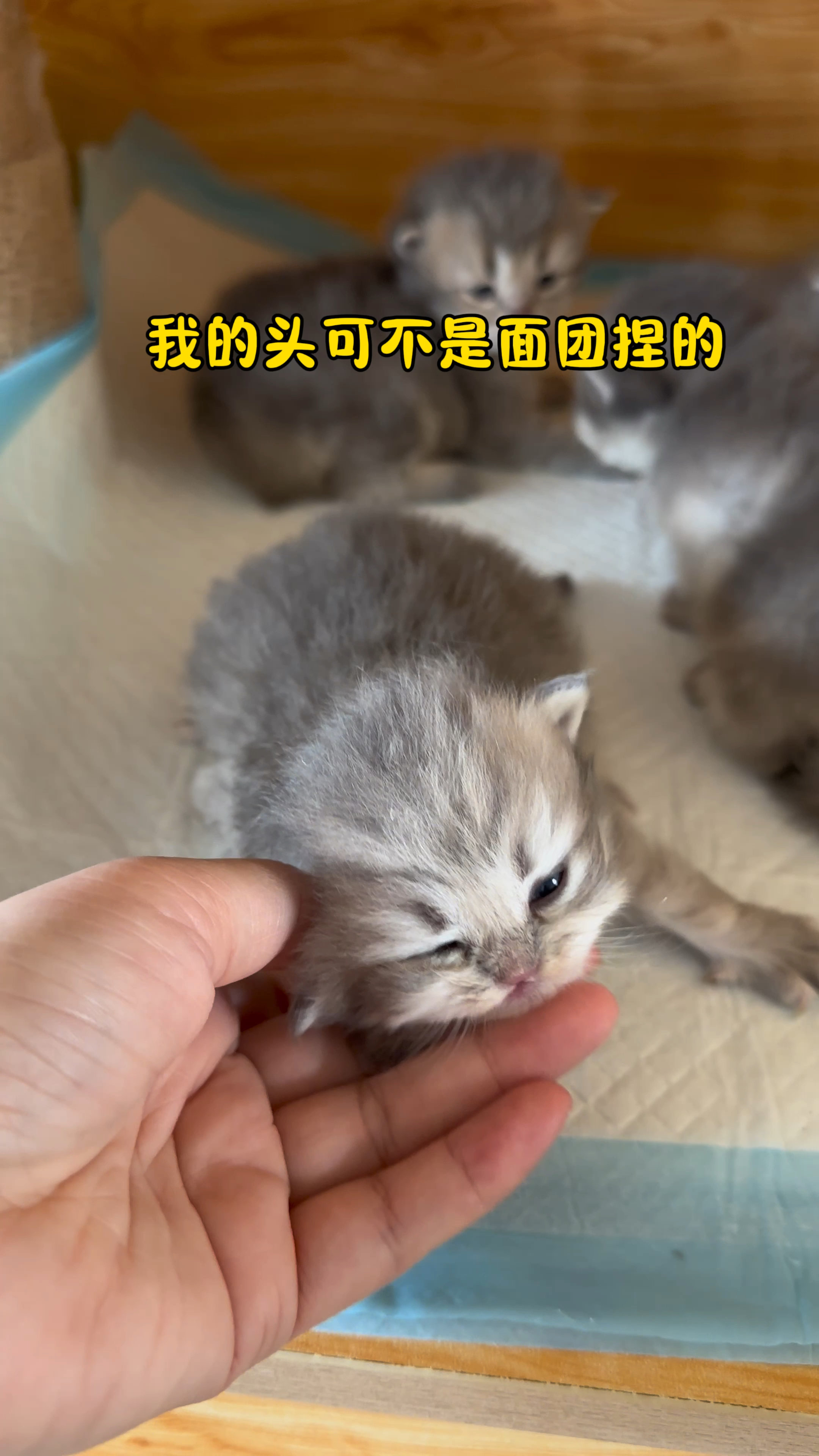 今天来摸一摸小奶猫,真的好软好软-度小视