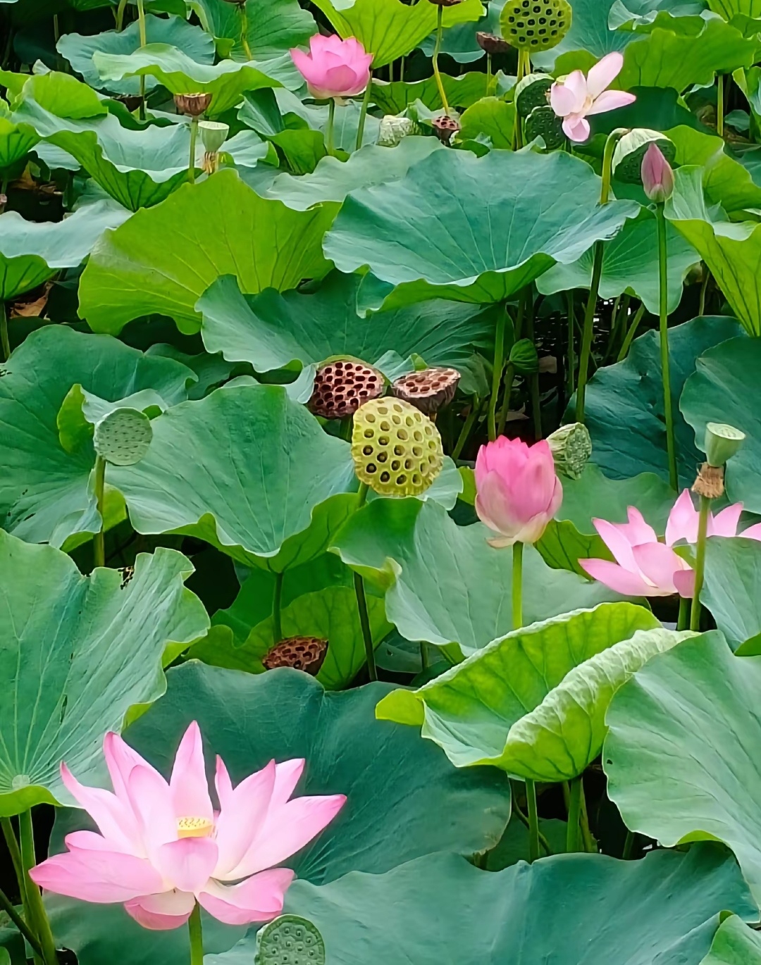 莲藕和莲花生长的图片图片