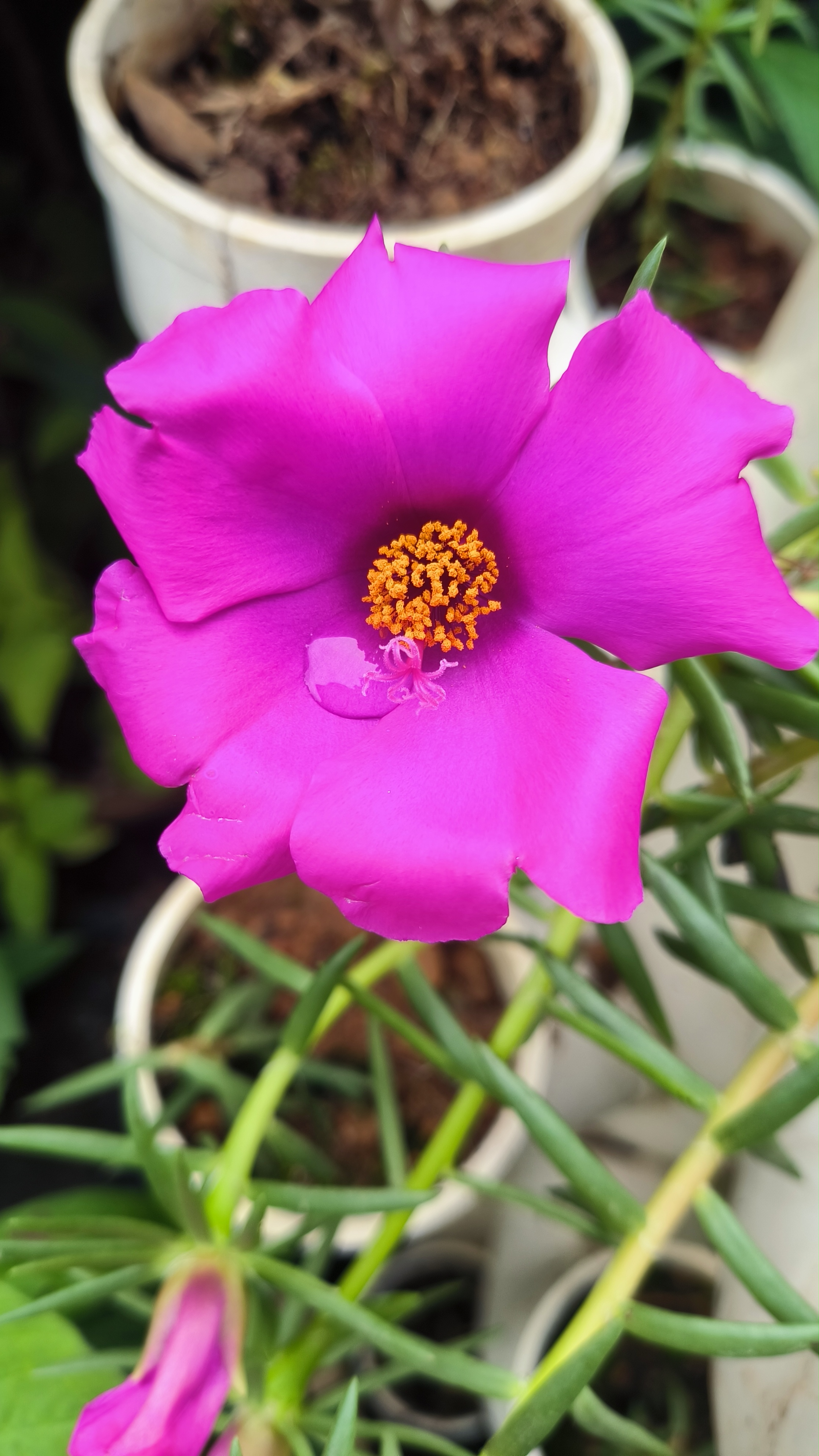 种在塑料管里的大花马齿笕开了,紫红色的花儿仿如一团紫云,十分灿烂.