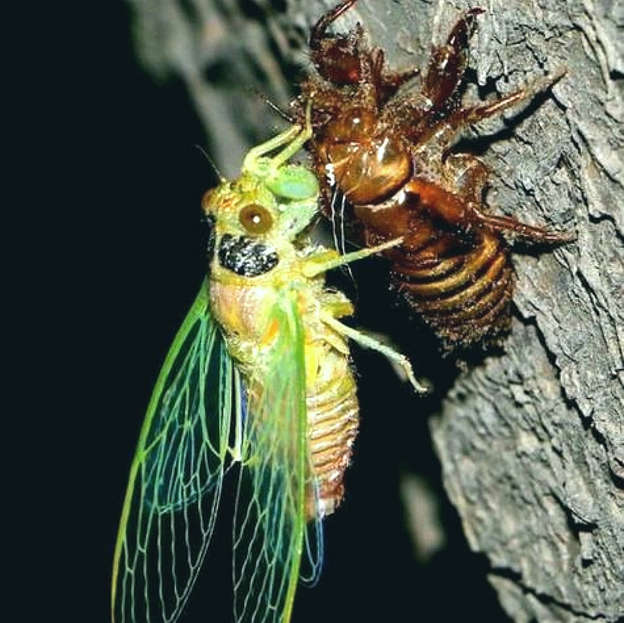 蝉还是知了猴的时候,有一个非常坚硬的外壳.