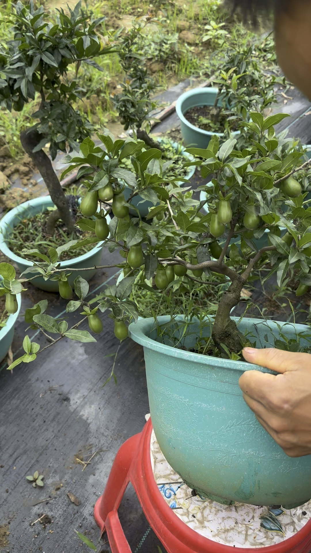 满树都是果子的金弹子血钻老货-度小视