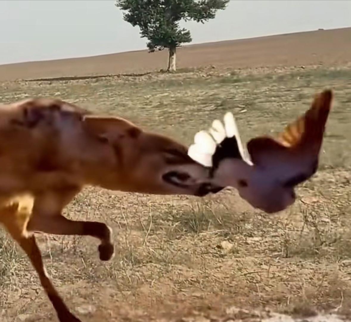 而你确只能失误一次",就如同这只没捉到小鸟的狼一样,虽然这次让它飞