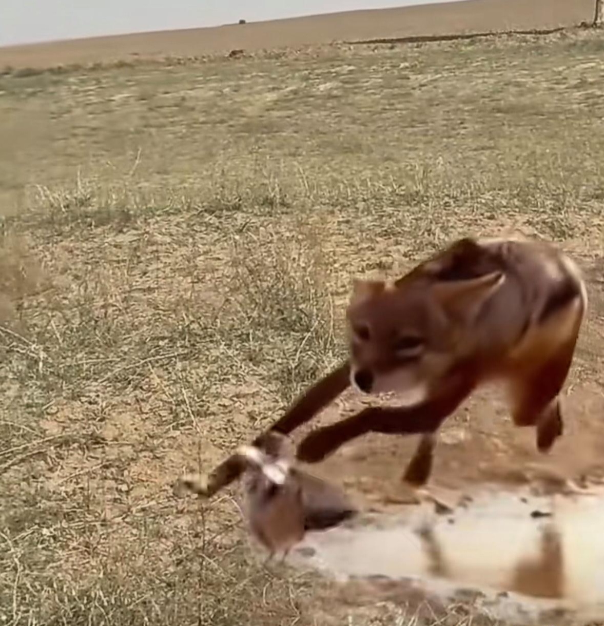 而你确只能失误一次",就如同这只没捉到小鸟的狼一样,虽然这次让它飞