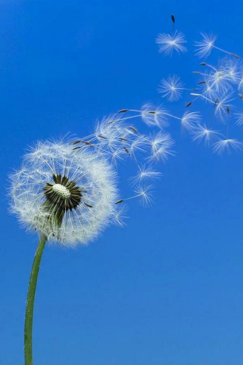 醉美蒲公英壁纸分享,喜欢的就拿走吧!