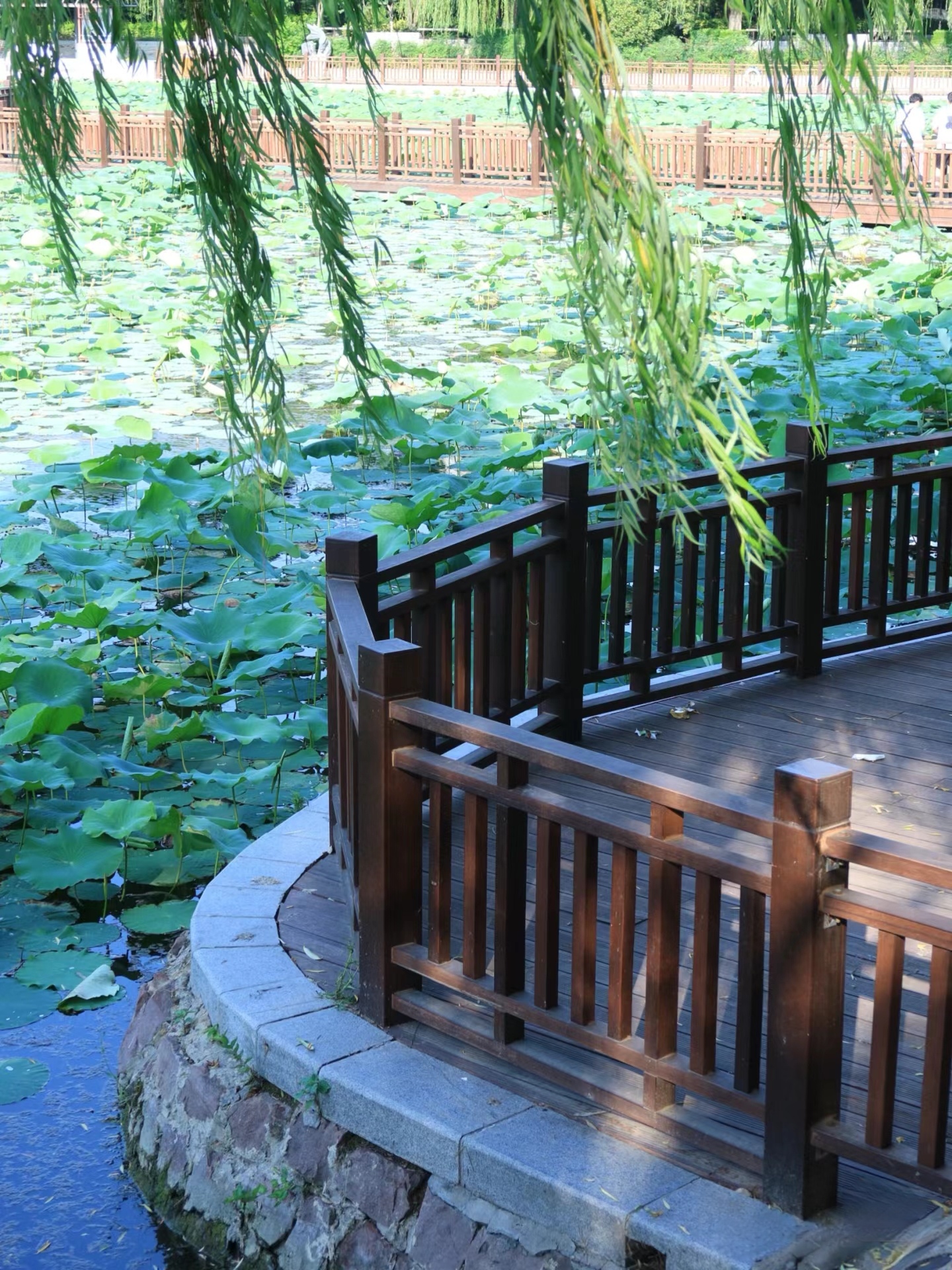 郑州紫荆山公园:荷花盛景,一抹夏韵