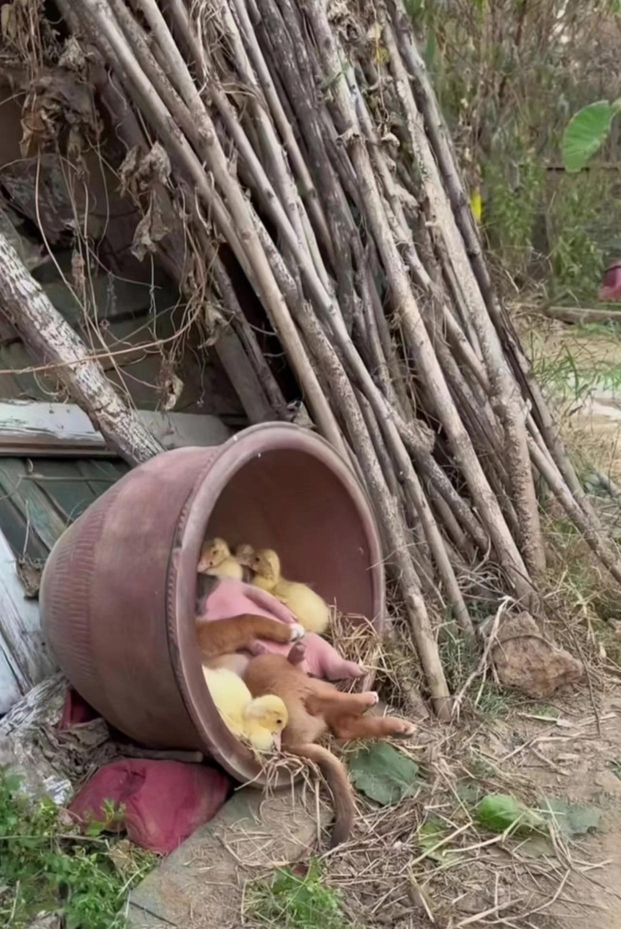 谁能想到这几只动物居然能如此安详地待在一起