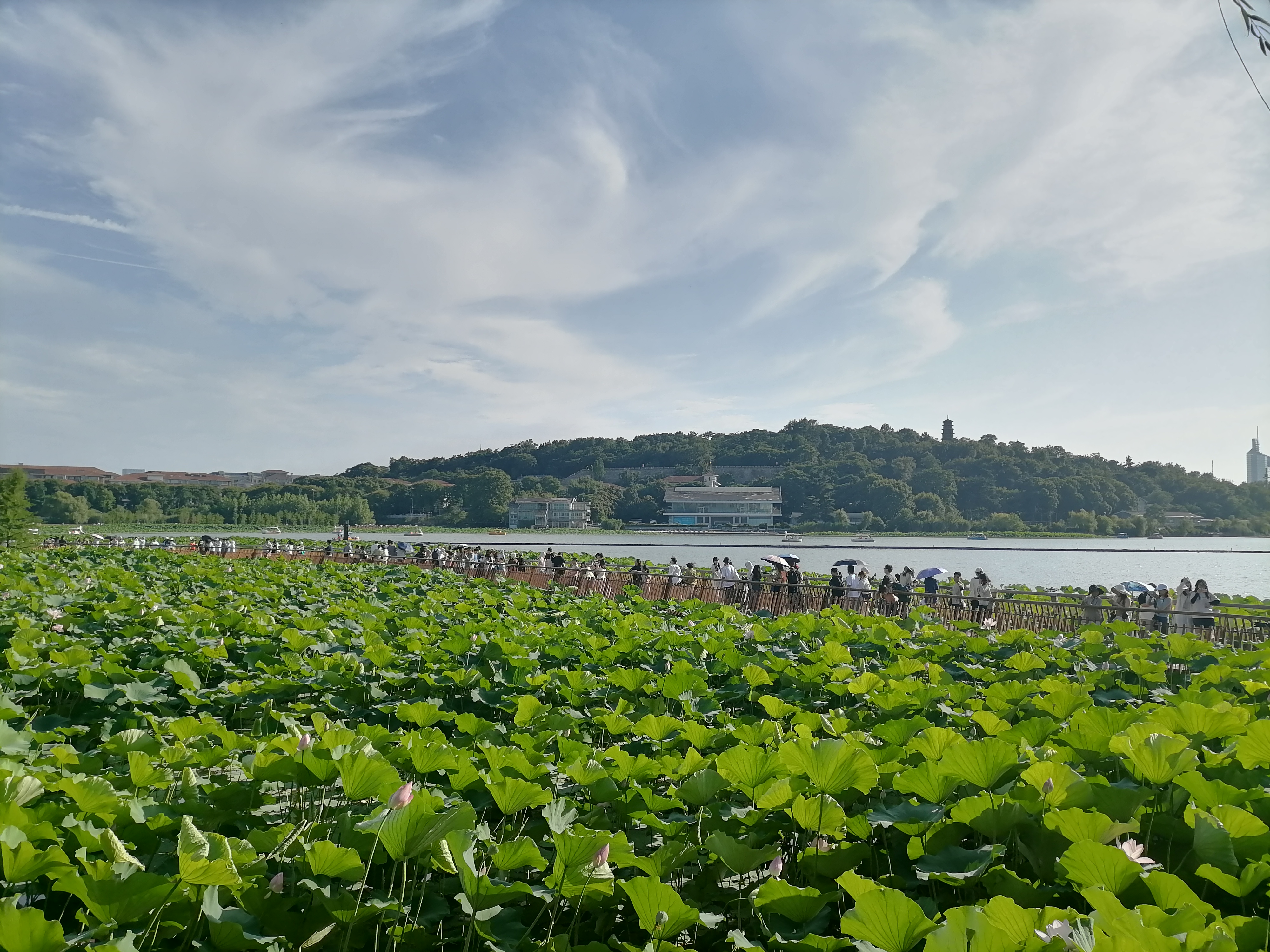 记录我的城市吧# 南京玄武湖荷花