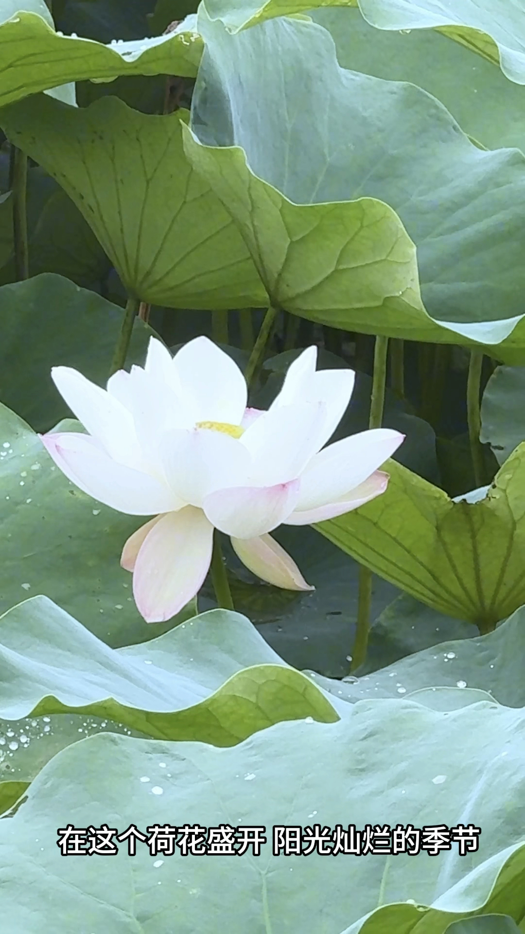 自贡五彩荷园,荷花盛开,云雾缭绕