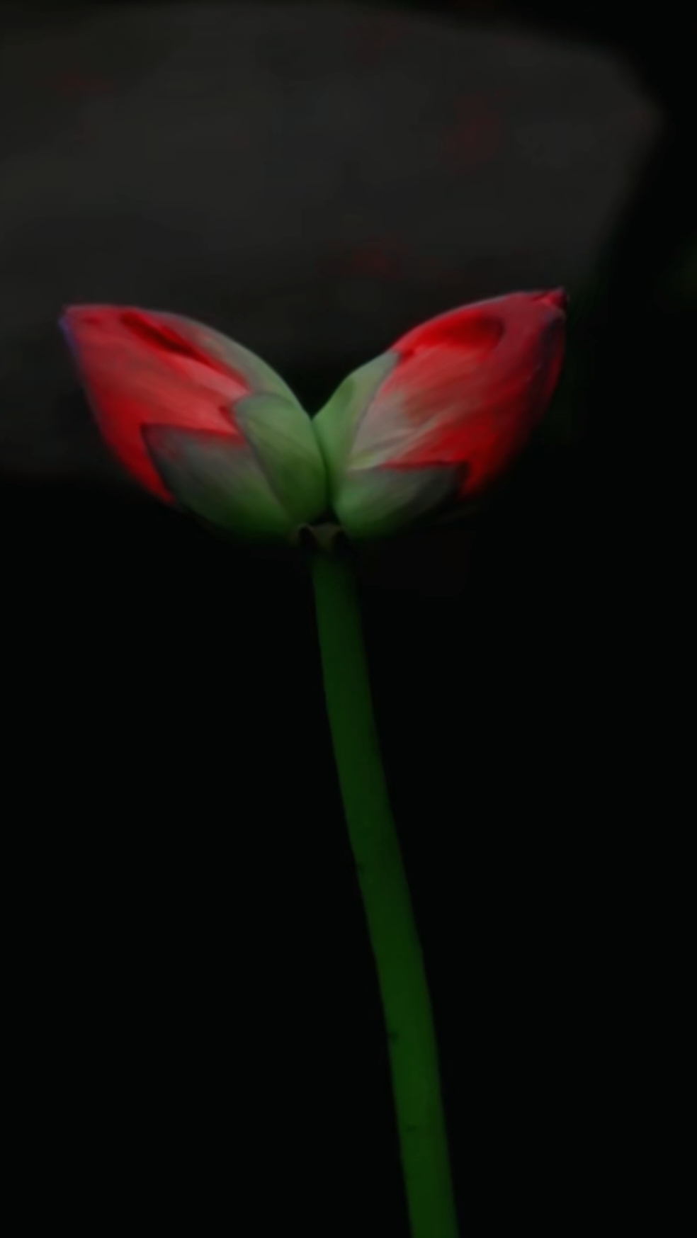 并蒂莲开并蒂花,花开花落两相依#好看的花一定要分享给你