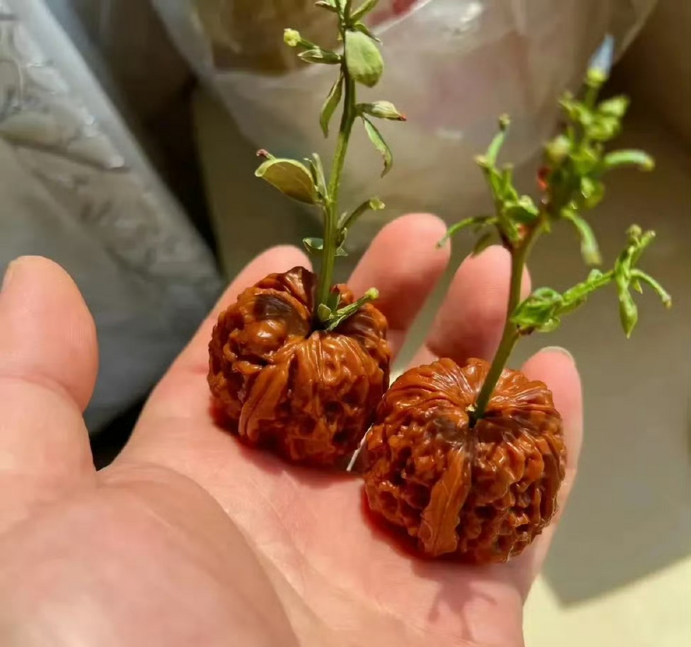 核桃居然也能冒芽的,还是第一次见到. 676767