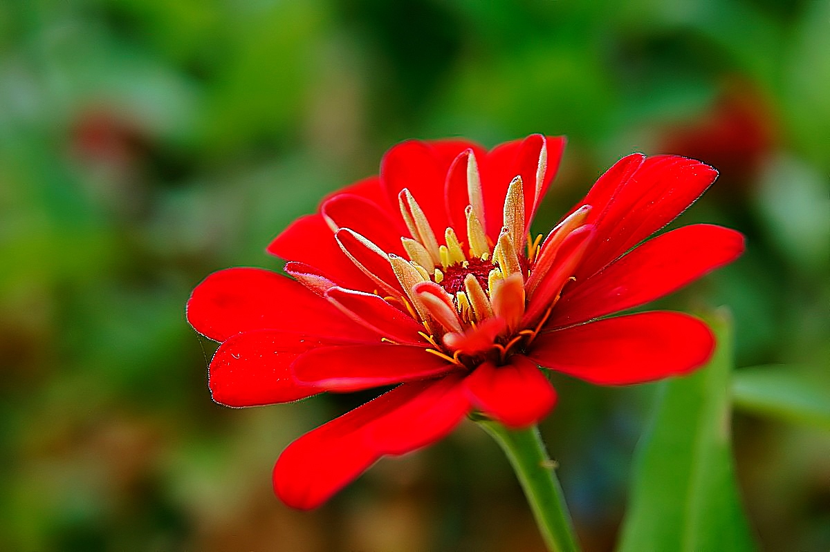 百日菊也叫百日草,是直立草本植物,从夏入秋都是它的花期,可以观赏长