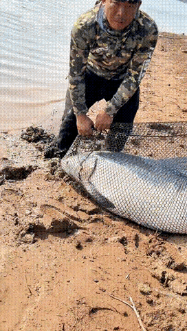 湖北丹江口水库大鱼频现,一男子连续钓获2条百斤青鱼,泼天富贵