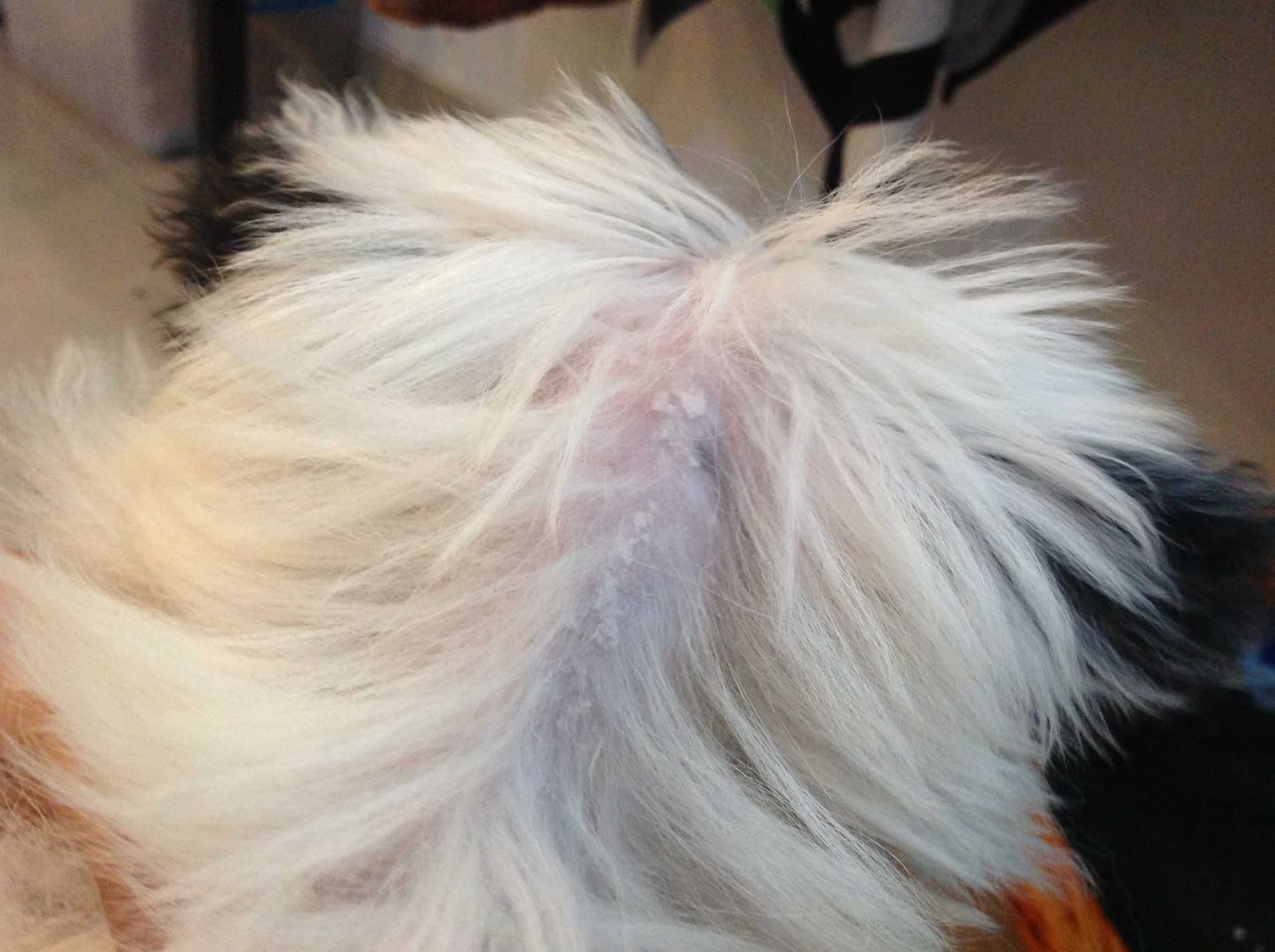 萨摩耶掉毛严重是什么原因?