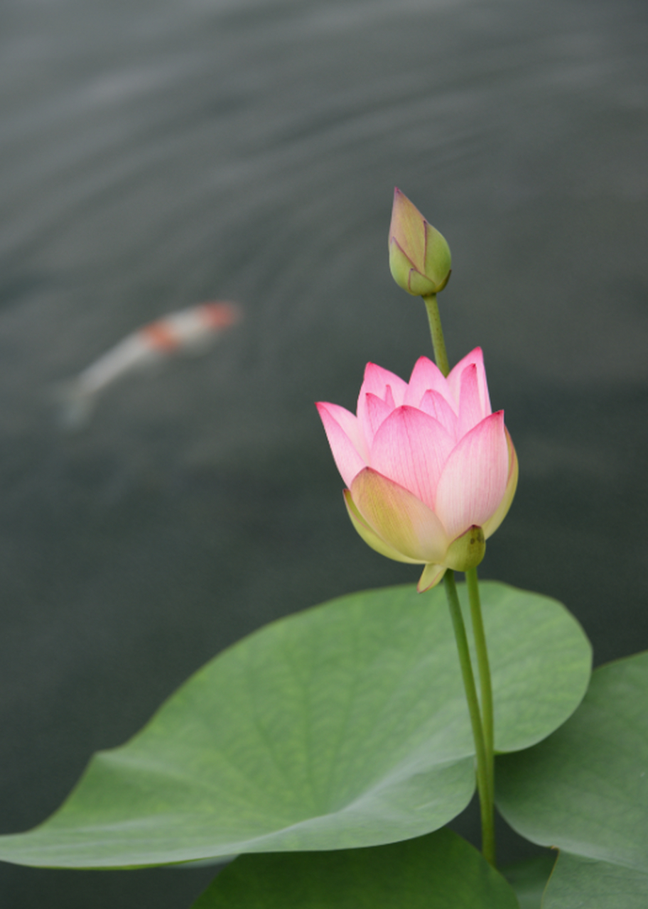 水中盛开的莲花图片图片