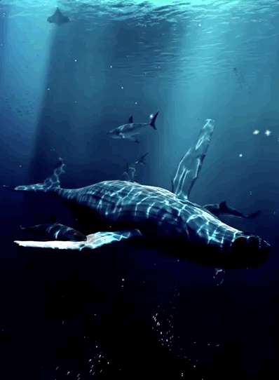 回顾:生活在450℃海底热泉旁的大虾,数量十分惊人如何才能煮熟?