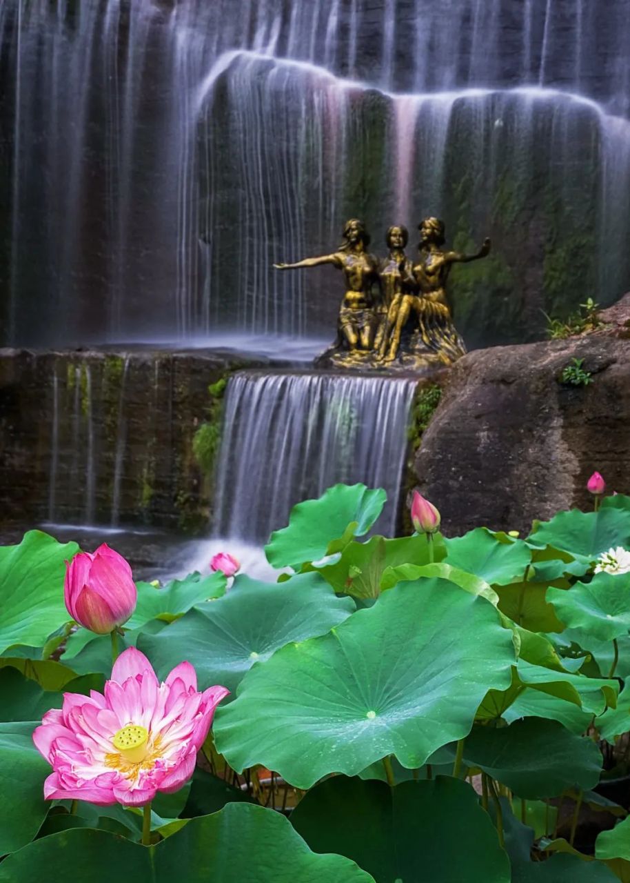 夏至前后广州番禺已是"一丈荷花开",在番禺的公园,池塘,河道,村庄