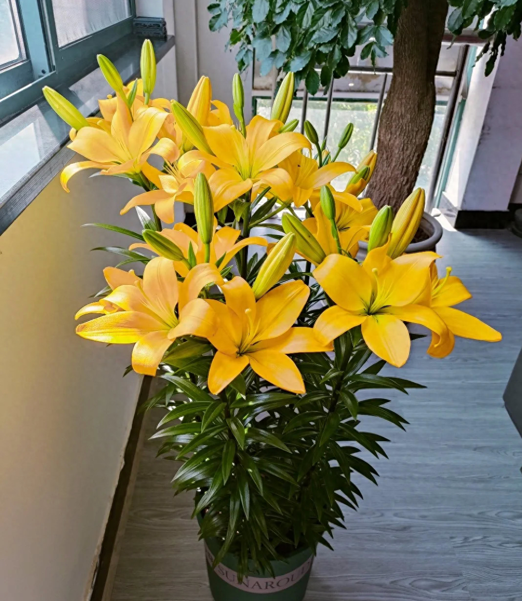 6月养百合花,牢记"1少,1多,1勤",15天呼呼冒花苞