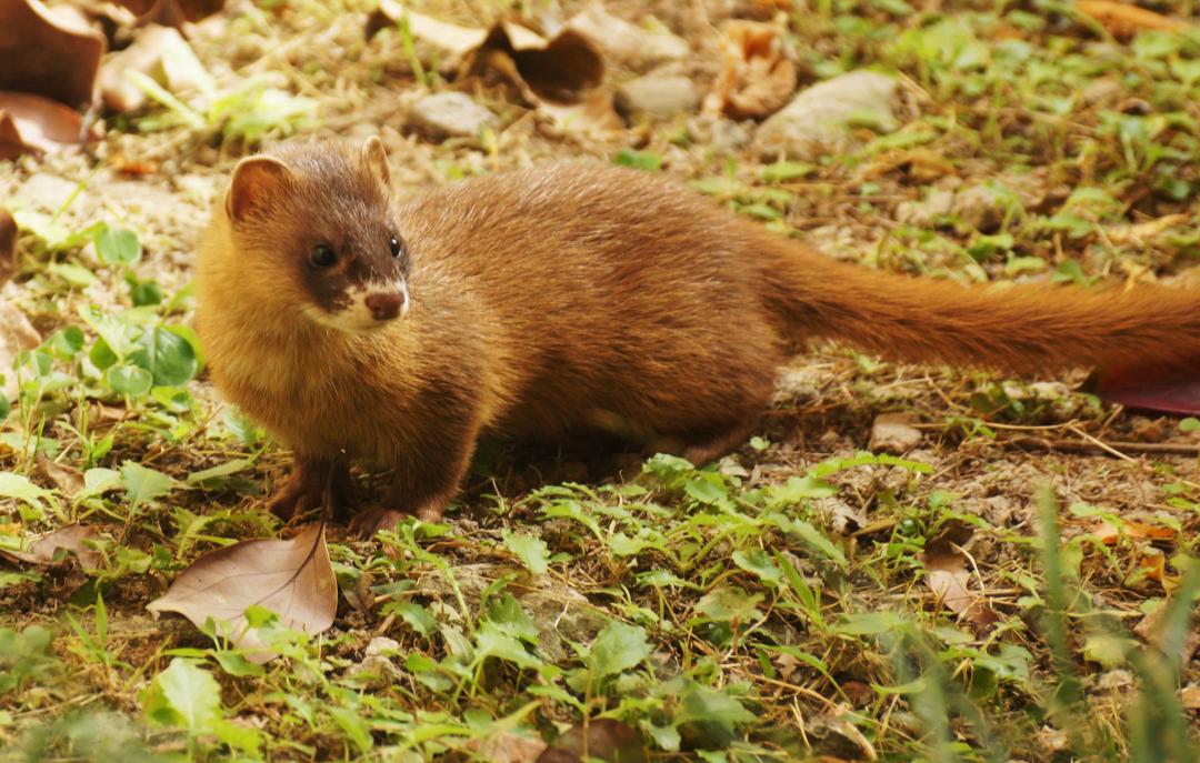 回顾黄鼠狼全身是宝,为什么很少有人愿意养殖?养殖户:真养不起啊