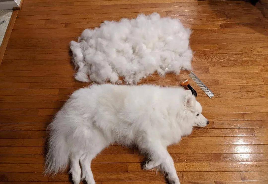 萨摩耶掉毛严重是什么原因?