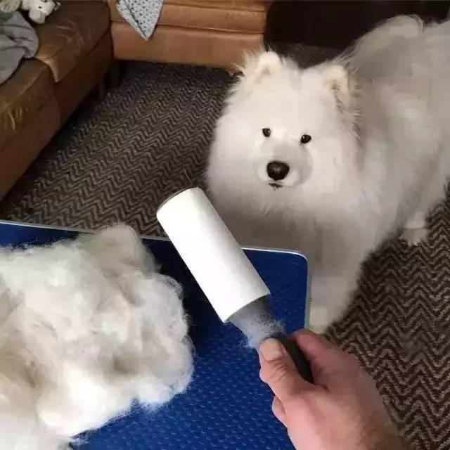 萨摩耶掉毛严重是什么原因?