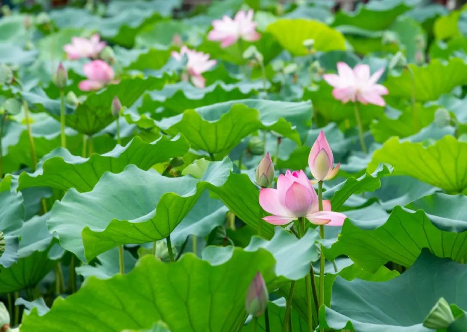 夏至前后广州番禺已是"一丈荷花开",在番禺的公园,池塘,河道,村庄