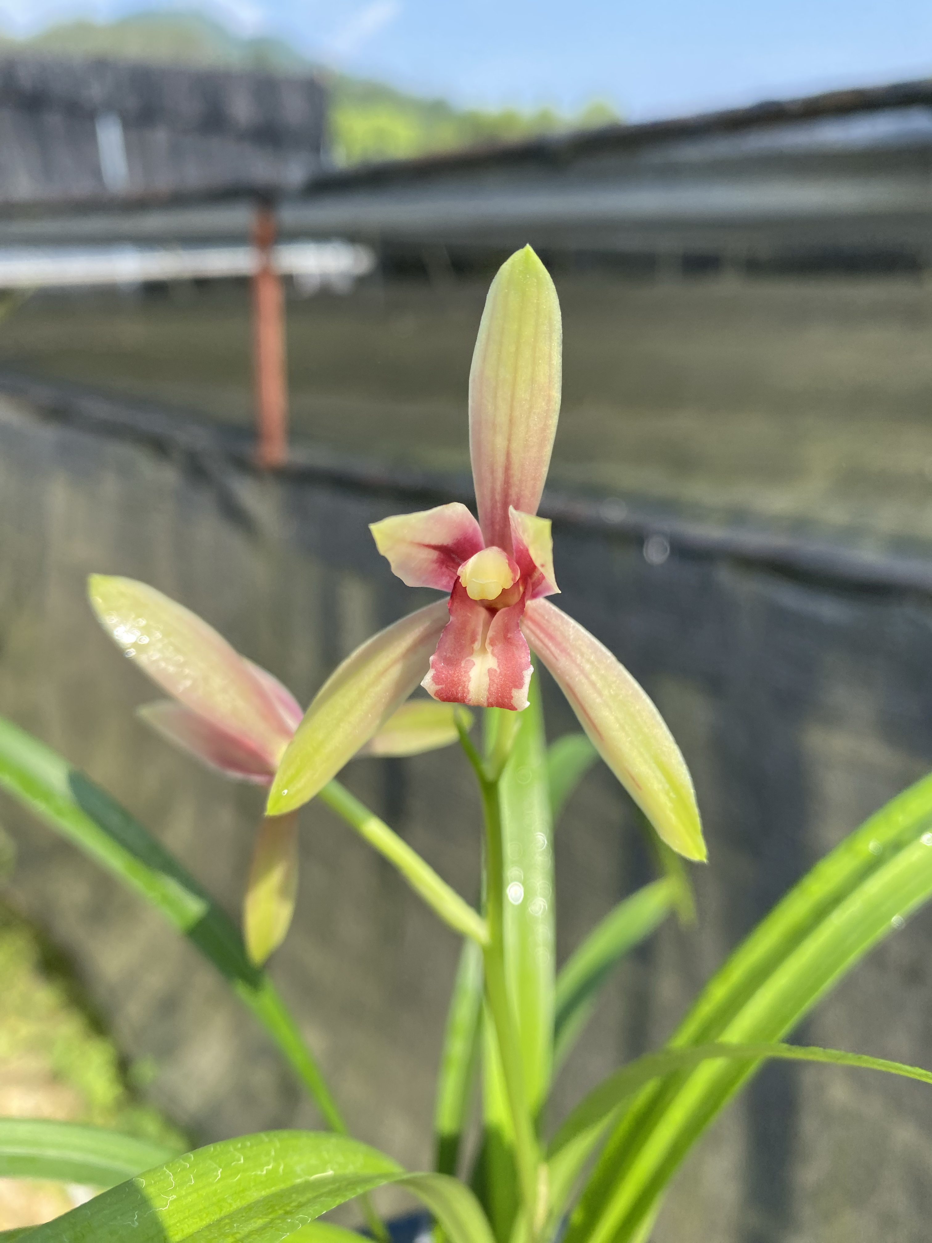 建兰小草型秋水伊人