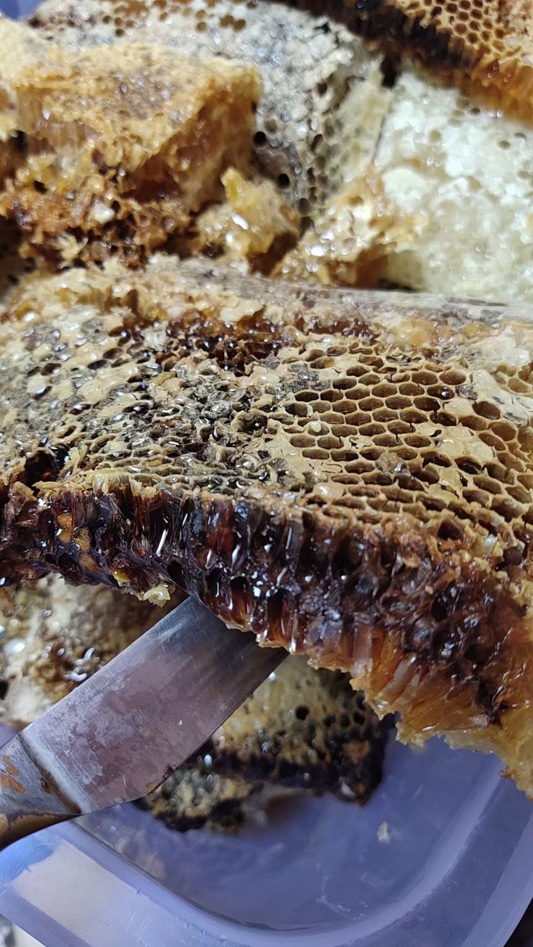 梦见野蜜蜂窝有很多蜜(梦见野蜜蜂窝有很多蜜蜂和蜂巢) 梦见野蜜蜂窝有很多蜜(梦见野蜜蜂窝有很多蜜蜂和蜂巢)