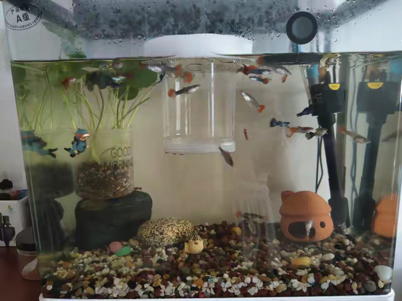 为啥我的鱼缸换水几天就有点发黄?有没有大神提示下要怎么办?