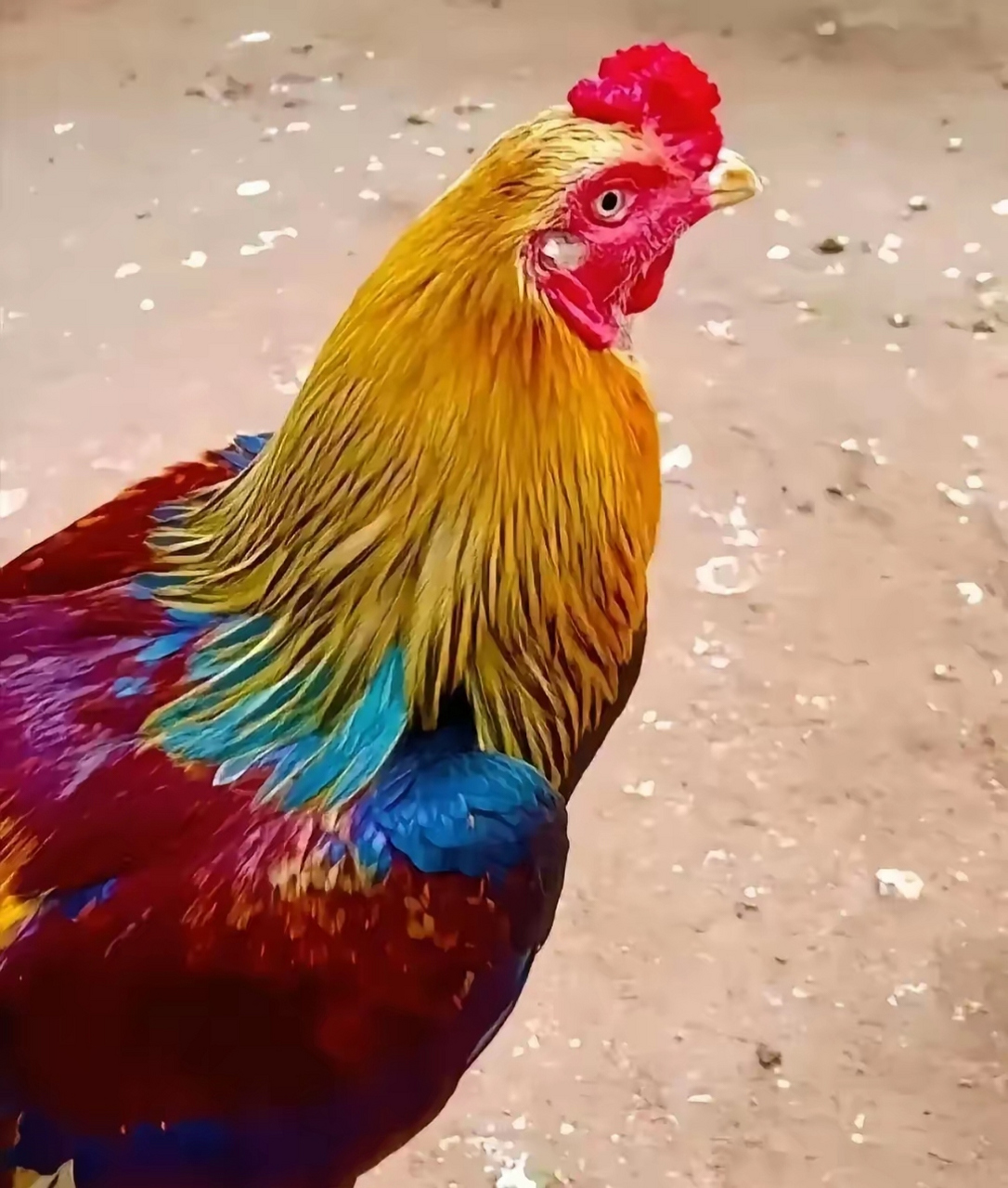 第一次见这么花里胡哨的母鸡,这到底是什么品种?
