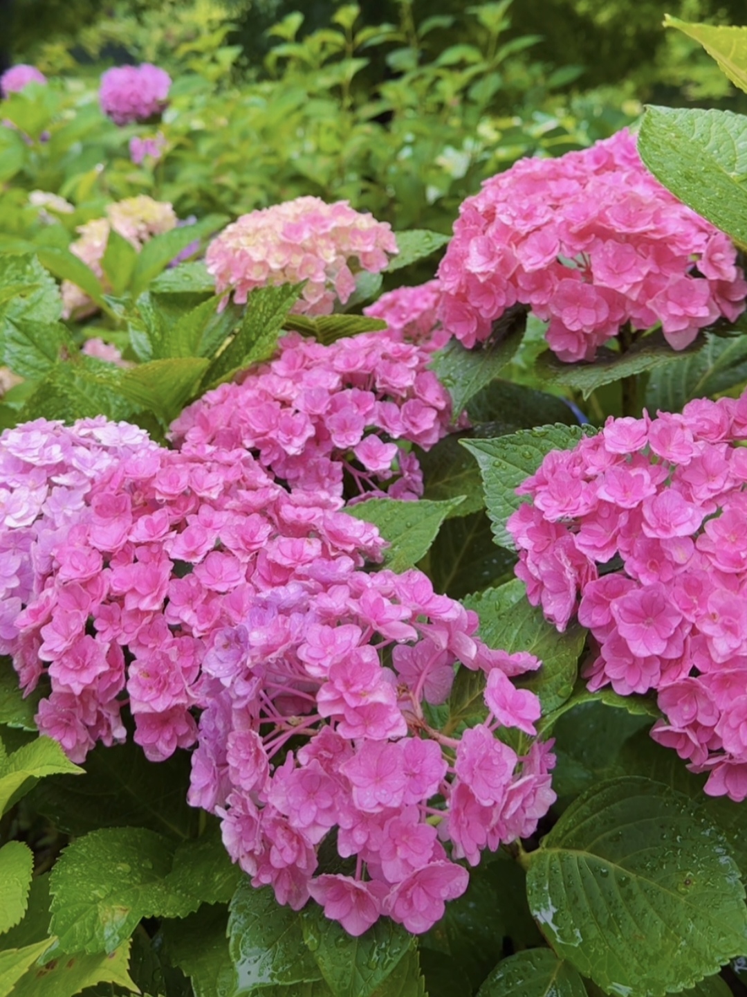 也使得绣球花在园艺上成为了一种重要的观赏花卉