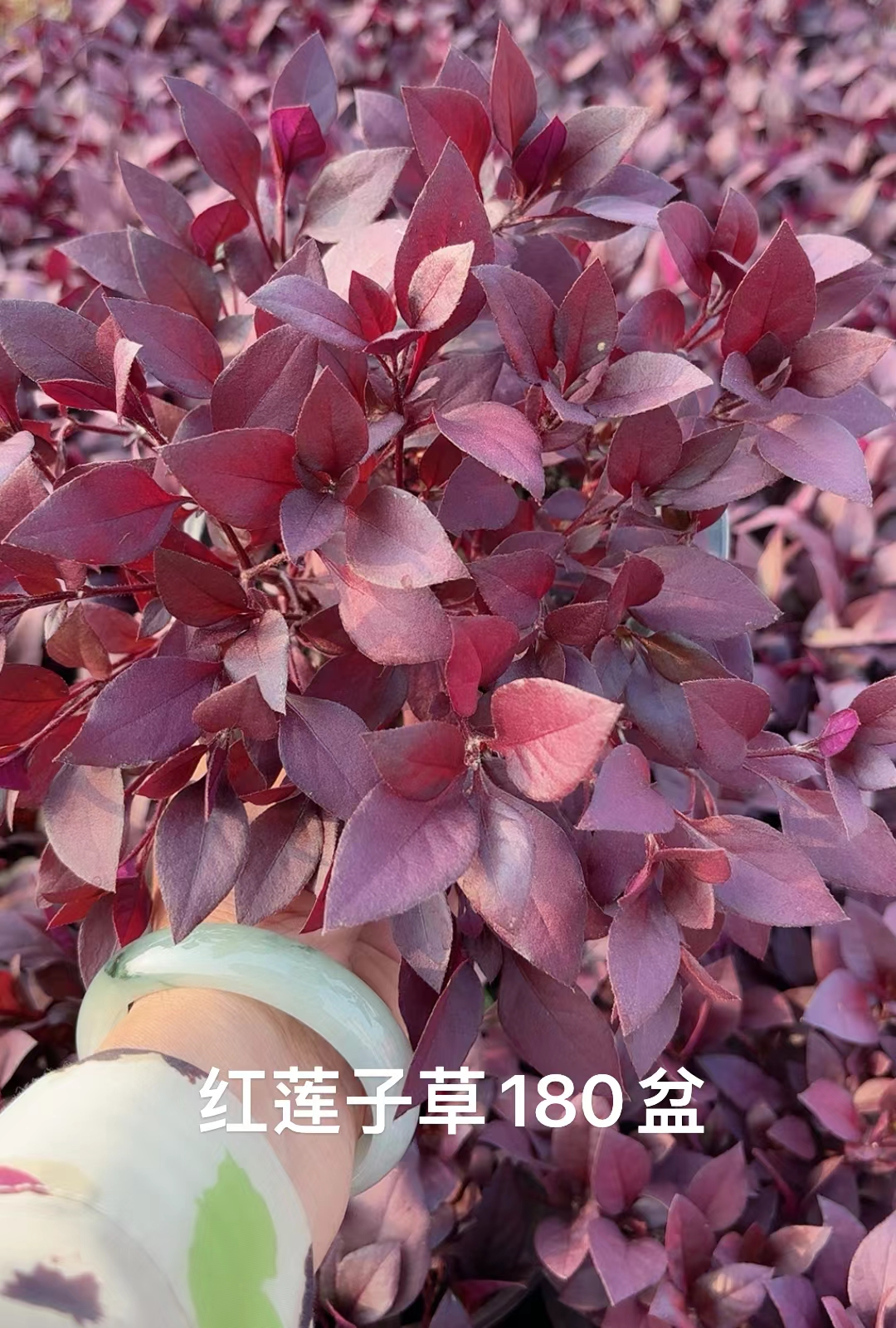 「红莲子草」红莲子草终年红叶,园林补色pk矾根