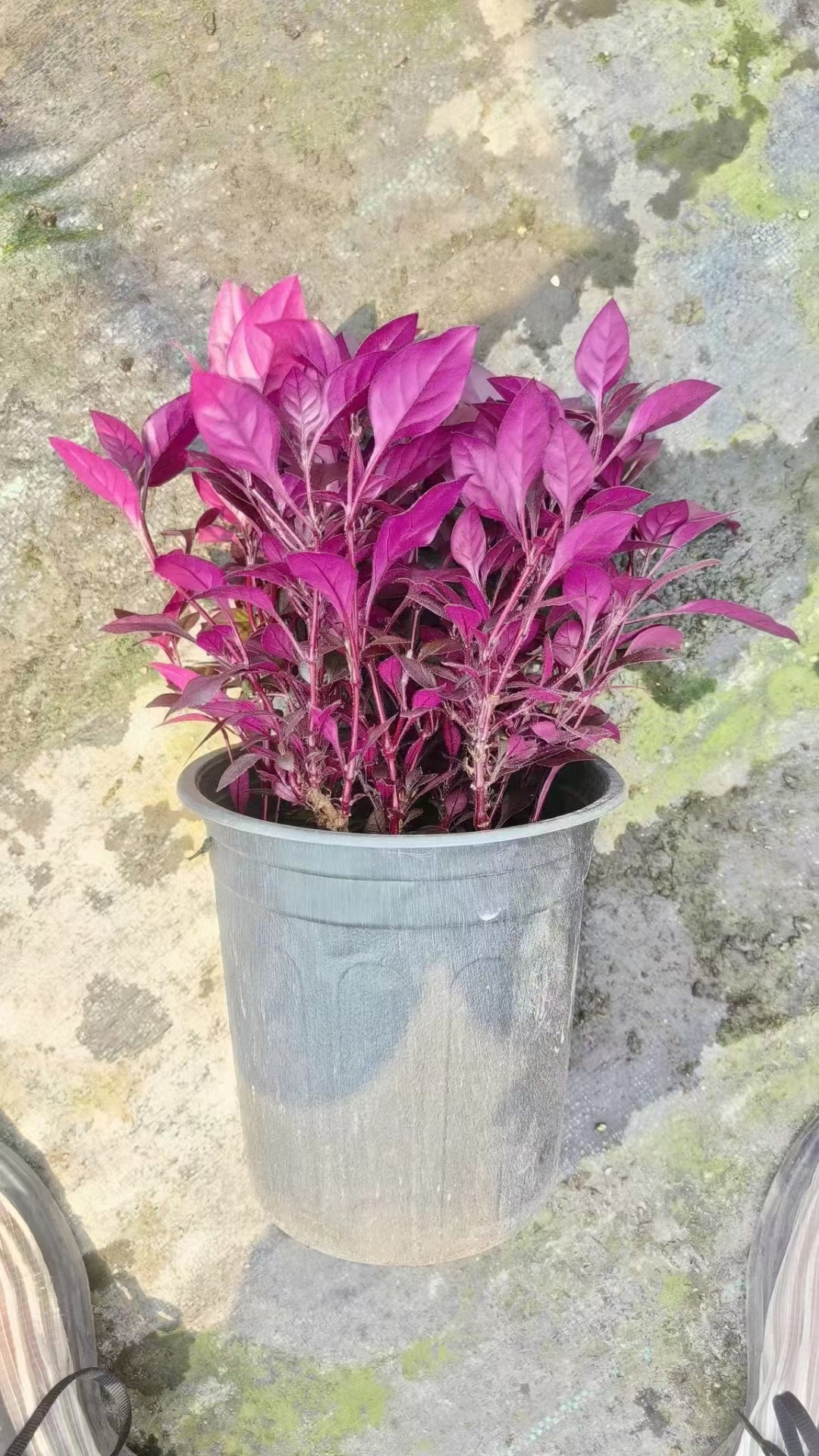 「红莲子草」红莲子草终年红叶,园林补色pk矾根