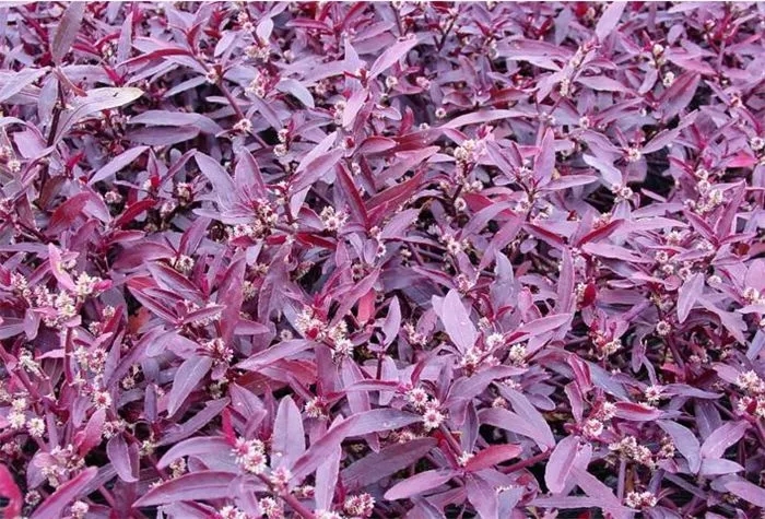 「红莲子草」红莲子草终年红叶,园林补色pk矾根