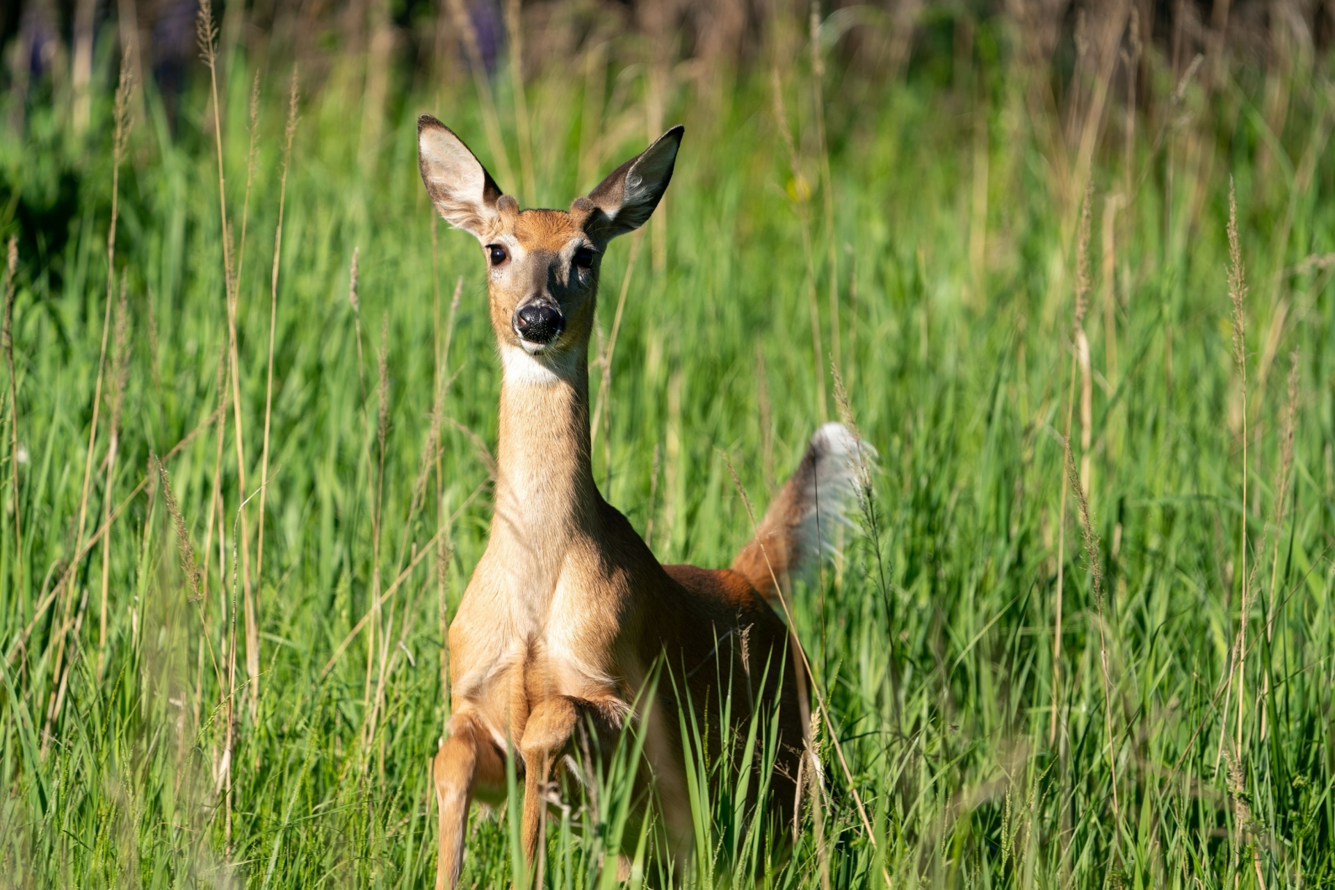 白尾鹿,white-tailed deer,分布在北美洲,是最小的鹿种.