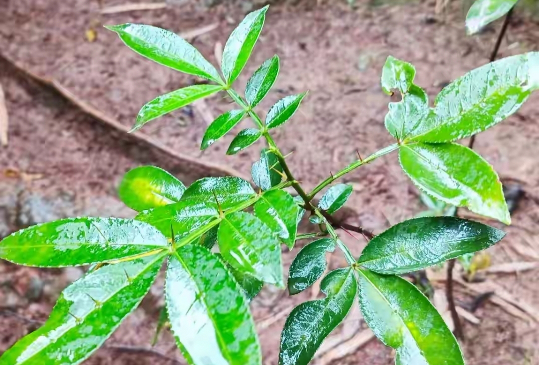 叶子有一种花椒的清香味,上下都有刺,像花椒又不是花椒.