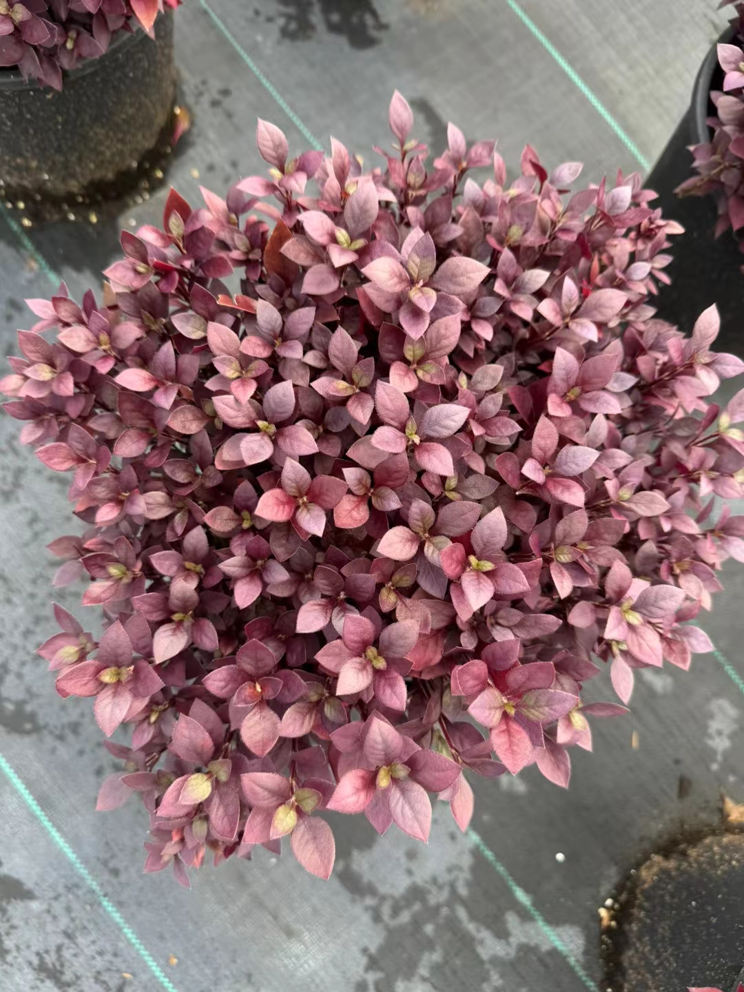 「红莲子草」红莲子草终年红叶,园林补色pk矾根