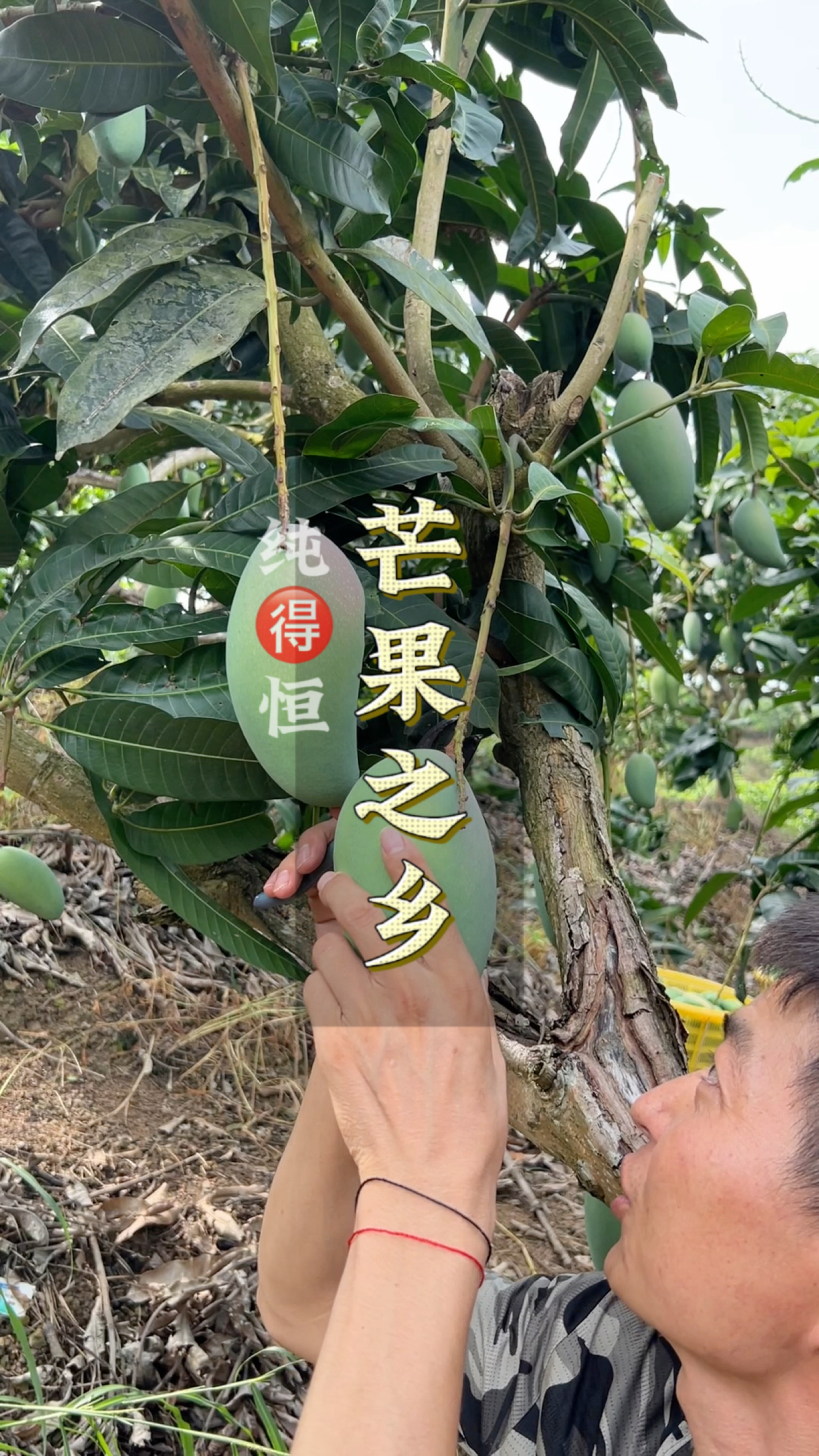百色芒果之乡已经成熟了,又是一年大丰收#广西特产之百色芒果