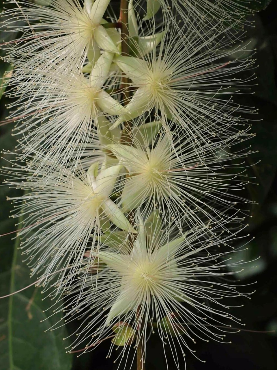 玉蕊树主要分布在海南的滨海地区,它有最美的花朵,分白,粉,红三种
