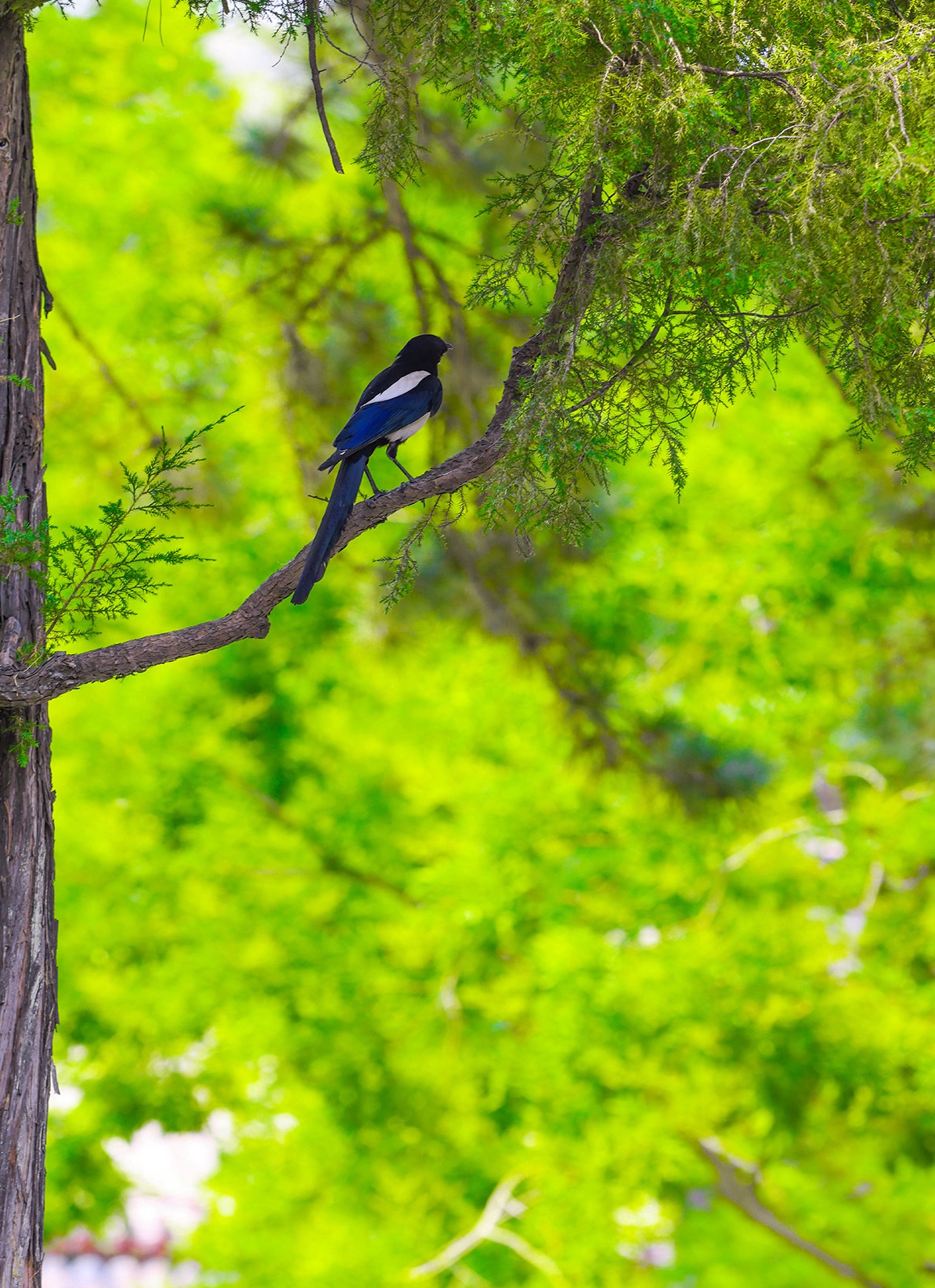 绿树红花与古寺相映,是生命的奇妙与宁静的交融.#动态夏日征集令
